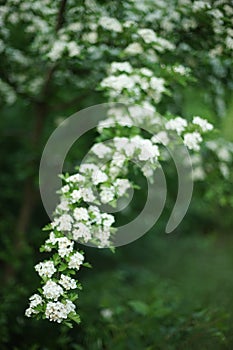Blooming hawthorn tree with white flowers in spring garden