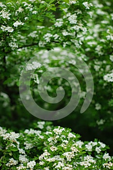 Blooming hawthorn tree with white flowers in spring garden