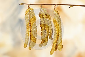 Blooming hazelnut bush with pollen