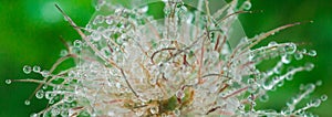 blooming head of Pulsatilla patens, Eastern pasqueflower, prairie crocus, and cutleaf anemone flower in rain. Raindrops on flower