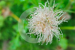 Blooming head of Pulsatilla patens, Eastern pasqueflower, prairie crocus, and cutleaf anemone flower in rain. Raindrops on flower