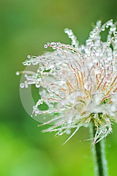 Blooming head of Pulsatilla patens, Eastern pasqueflower, prairie crocus, and cutleaf anemone flower in rain. Raindrops on flower