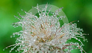 Blooming head of Pulsatilla patens, Eastern pasqueflower, prairie crocus, and cutleaf anemone flower in rain. Raindrops on flower