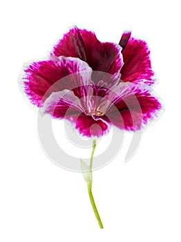 Blooming head of purple geranium flower is isolated on white bac
