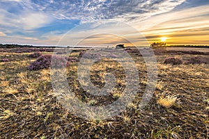 Blooming heath landscape scenery of heathland