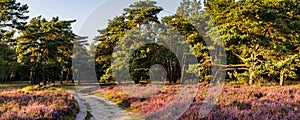 Blooming heath in naturepark in The Netherlands