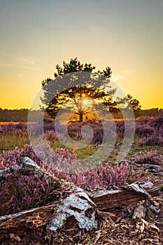 Blooming heath in naturepark in The Netherlands