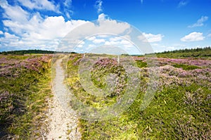 Blooming heather