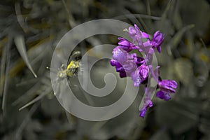 Blooming heather.