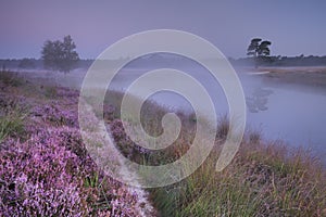 Blooming heather along a lake at dawn