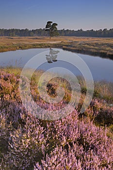 Blooming heather along a lake at sunrise