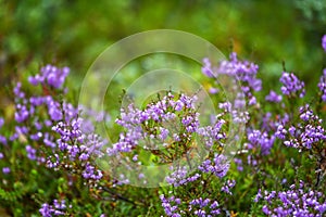 Blooming heather bushes