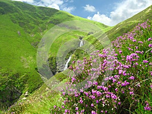 Blooming Heather, Calluna vulgaris, at Grey Mare`s Tail near Moffat, Dumfries and Galloway, Scotland, Great Britain