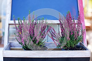 Blooming heather Calluna vulgaris in pot, flower shop. Heather vulgaris bloom of small pink flowers in basket on verande. Decorat