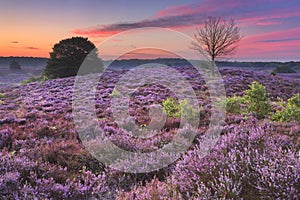 Blooming heather at dawn at the Posbank, The Netherlands