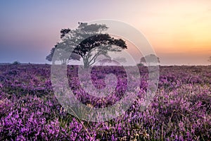 Blooming heather field in the Netherlands near Hilversum Veluwe Zuiderheide, blooming pink purple heather fields in the