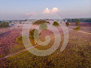 Blooming Heather fields, purple pink heather in bloom, blooming heater on the Veluwe Zuiderheide park , Netherlands