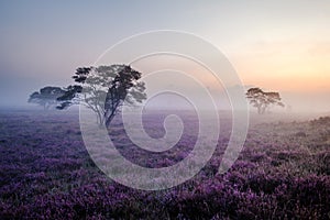 Blooming Heather fields, purple pink heather in bloom, blooming heater on the Veluwe Zuiderheide park , Netherlands