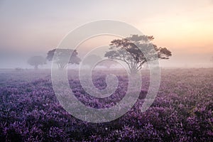 Blooming Heather fields, purple pink heather in bloom, blooming heater on the Veluwe Zuiderheide park , Netherlands