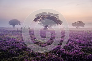 Blooming Heather fields, purple pink heather in bloom, blooming heater on the Veluwe Zuiderheide park , Netherlands