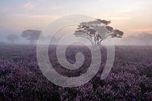 Blooming Heather fields, purple pink heather in bloom, blooming heater on the Veluwe Zuiderheide park , Netherlands