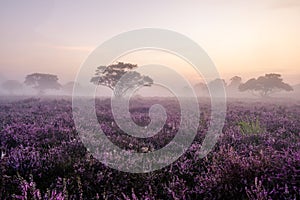 Blooming Heather fields, purple pink heather in bloom, blooming heater on the Veluwe Zuiderheide park , Netherlands