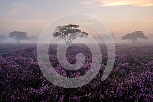 Blooming Heather fields, purple pink heather in bloom, blooming heater on the Veluwe Zuiderheide park , Netherlands