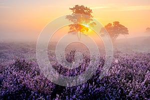 Blooming Heather fields, purple pink heather in bloom, blooming heater on the Veluwe Zuiderheide park , Netherlands