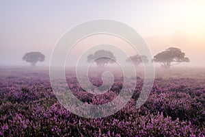 Blooming Heather fields, purple pink heather in bloom, blooming heater on the Veluwe Zuiderheide park , Netherlands