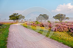 Blooming Heather fields, purple pink heather in bloom, blooming heater on the Veluwe Zuiderheide park , Netherlands