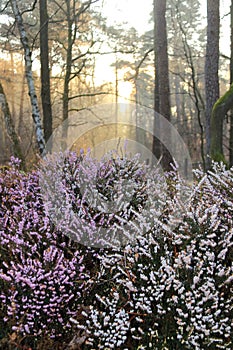 Blooming heather flowers in the forest at sunrise