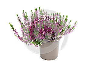 Blooming heather flowers in a pot isolated on a white background. Gardening.Common heather.Bush of flowering plants photo