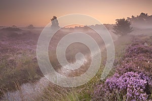 Blooming heather on a foggy morning at sunrise