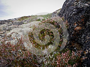 Blooming Heather in the meadow in the mountains