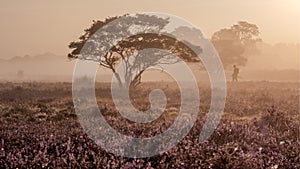 Blooming heather in the Netherlands,Sunny foggy Sunrise over the pink purple hills at Westerheid park Netherlands