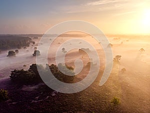 Blooming heather in the Netherlands,Sunny foggy Sunrise over the pink purple hills at Westerheid park Netherlands