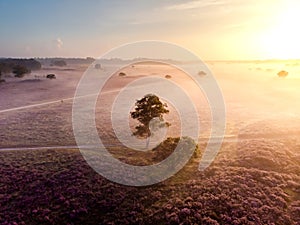 Blooming heather in the Netherlands,Sunny foggy Sunrise over the pink purple hills at Westerheid park Netherlands