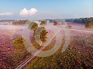 Blooming heather in the Netherlands,Sunny foggy Sunrise over the pink purple hills at Westerheid park Netherlands