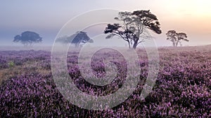 Blooming heather in the Netherlands,Sunny foggy Sunrise over the pink purple hills at Westerheid park Netherlands
