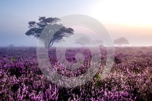 Blooming heather in the Netherlands,Sunny foggy Sunrise over the pink purple hills at Westerheid park Netherlands