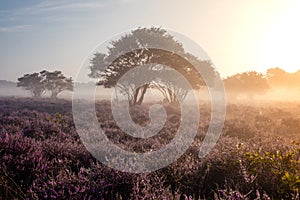 Blooming heather in the Netherlands,Sunny foggy Sunrise over the pink purple hills at Westerheid park Netherlands