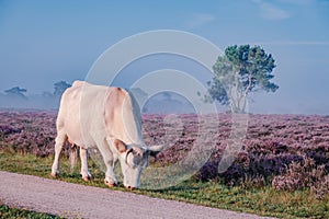 Blooming heather in the Netherlands,Sunny foggy Sunrise over the pink purple hills at Westerheid park Netherlands