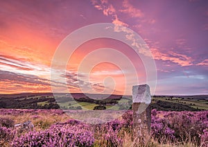 Blooming heather on the North Yorkshire Moors photo