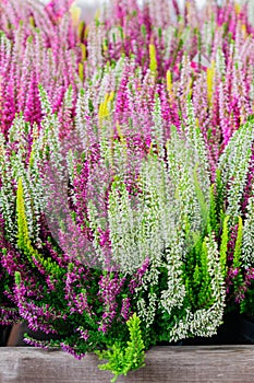 Blooming heather of pink, white abd yellow colors. Natural floral background