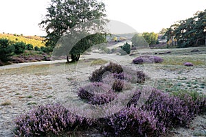 Blooming heather plant flowers Posbank nature reserve