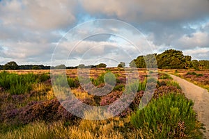 Blooming heather at sunrise at Blaricummerheide, Netherlands