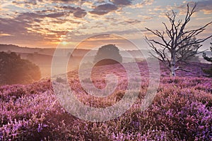 Blooming heather at sunrise, Posbank, The Netherlands photo