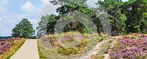 Blooming heather Veluwe Netherlands