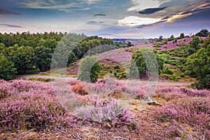 Blooming heather Veluwe Netherlands