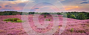 Blooming heather Veluwe Netherlands